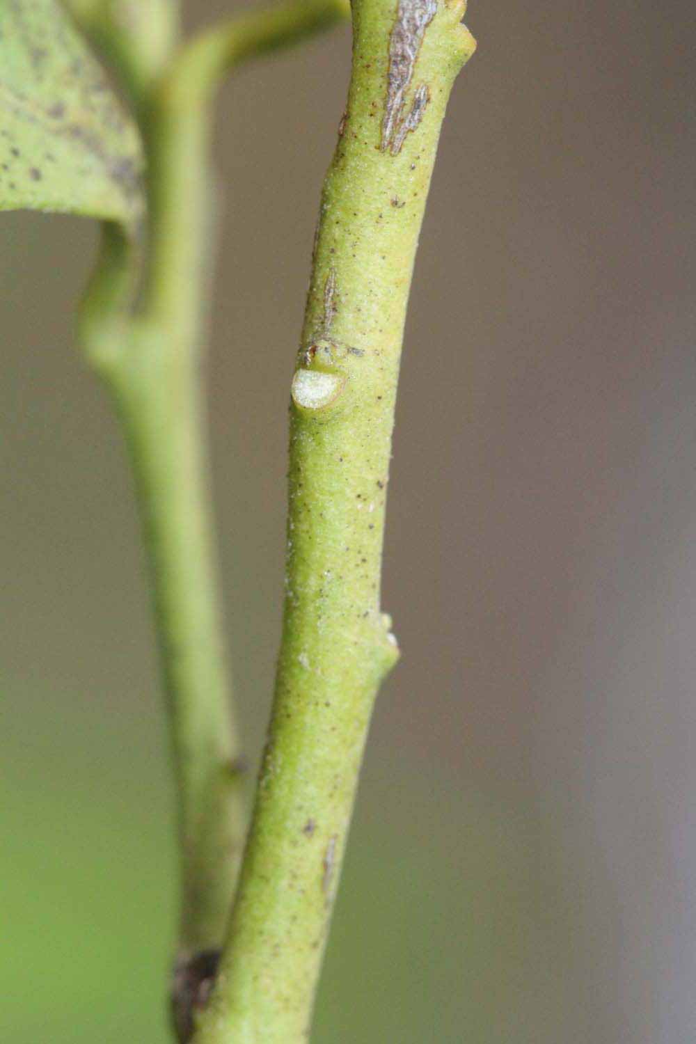            First year twig (Riverside, CA)   